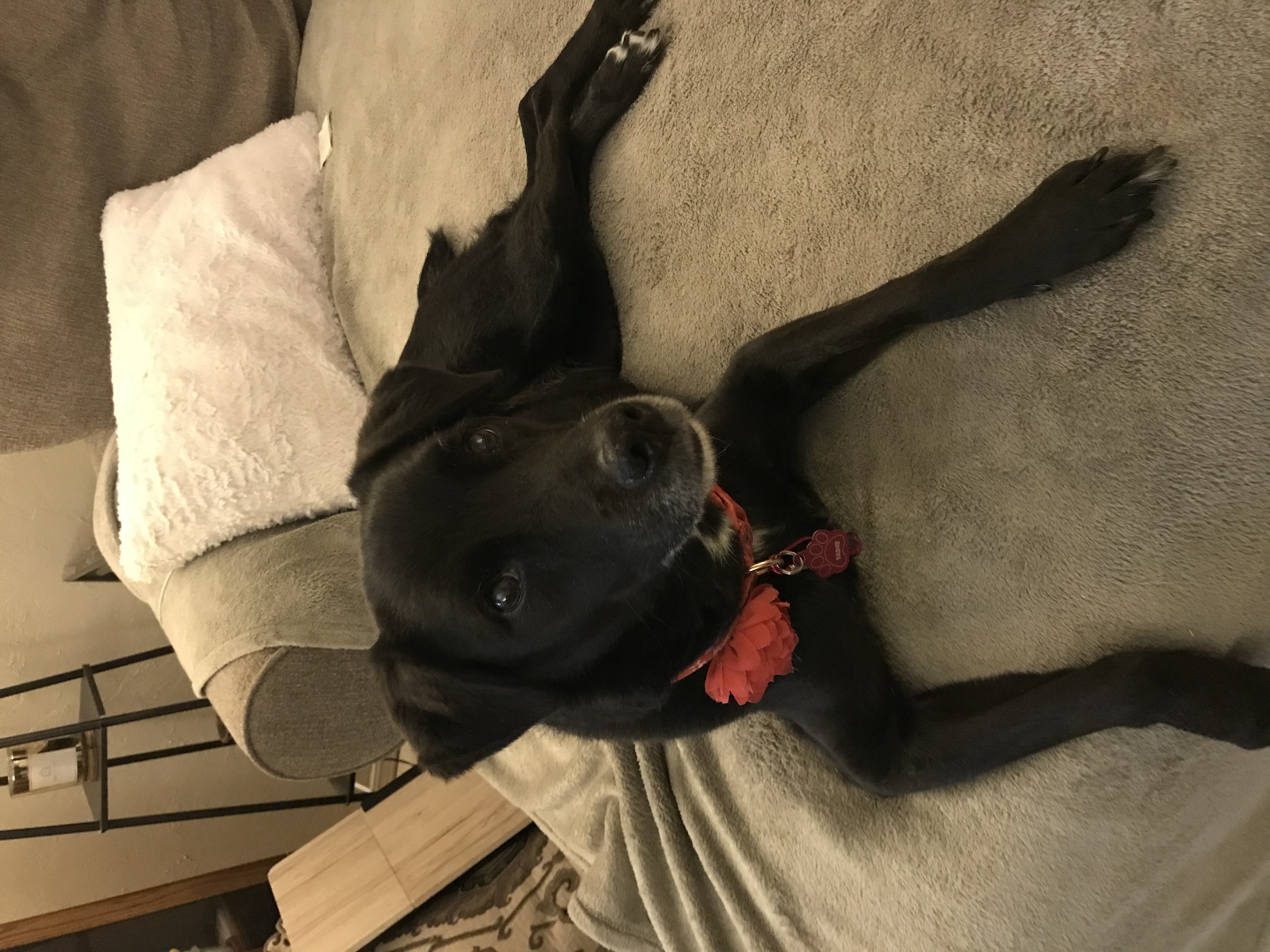 PAW PALACE BOARDING's Photo