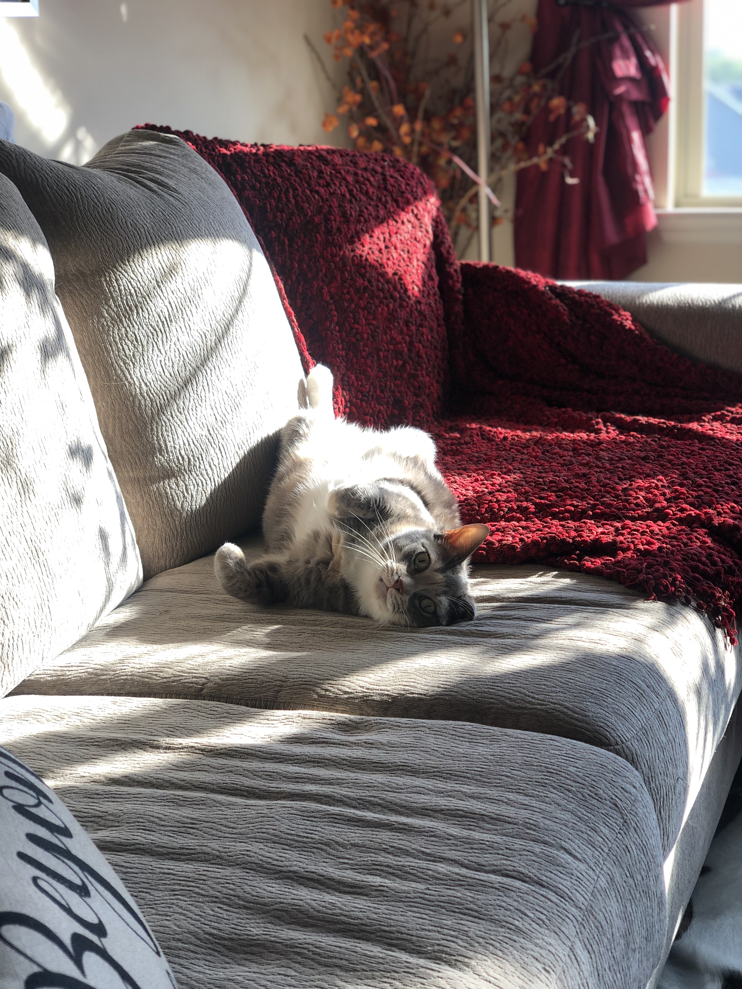 Jessica's Pet Sitting's Photo