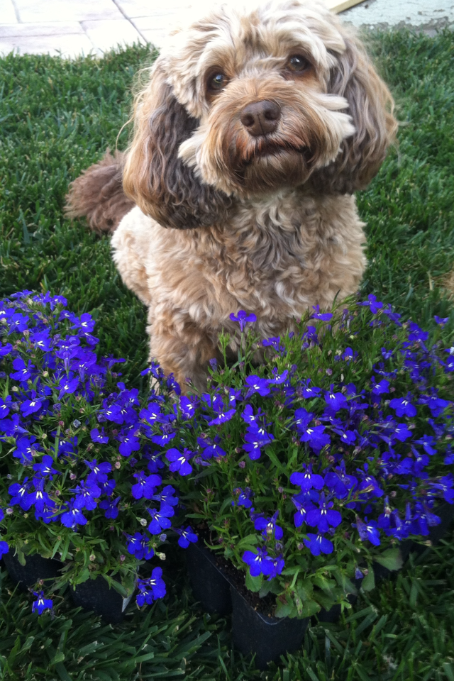 Running With The Pack's Photo