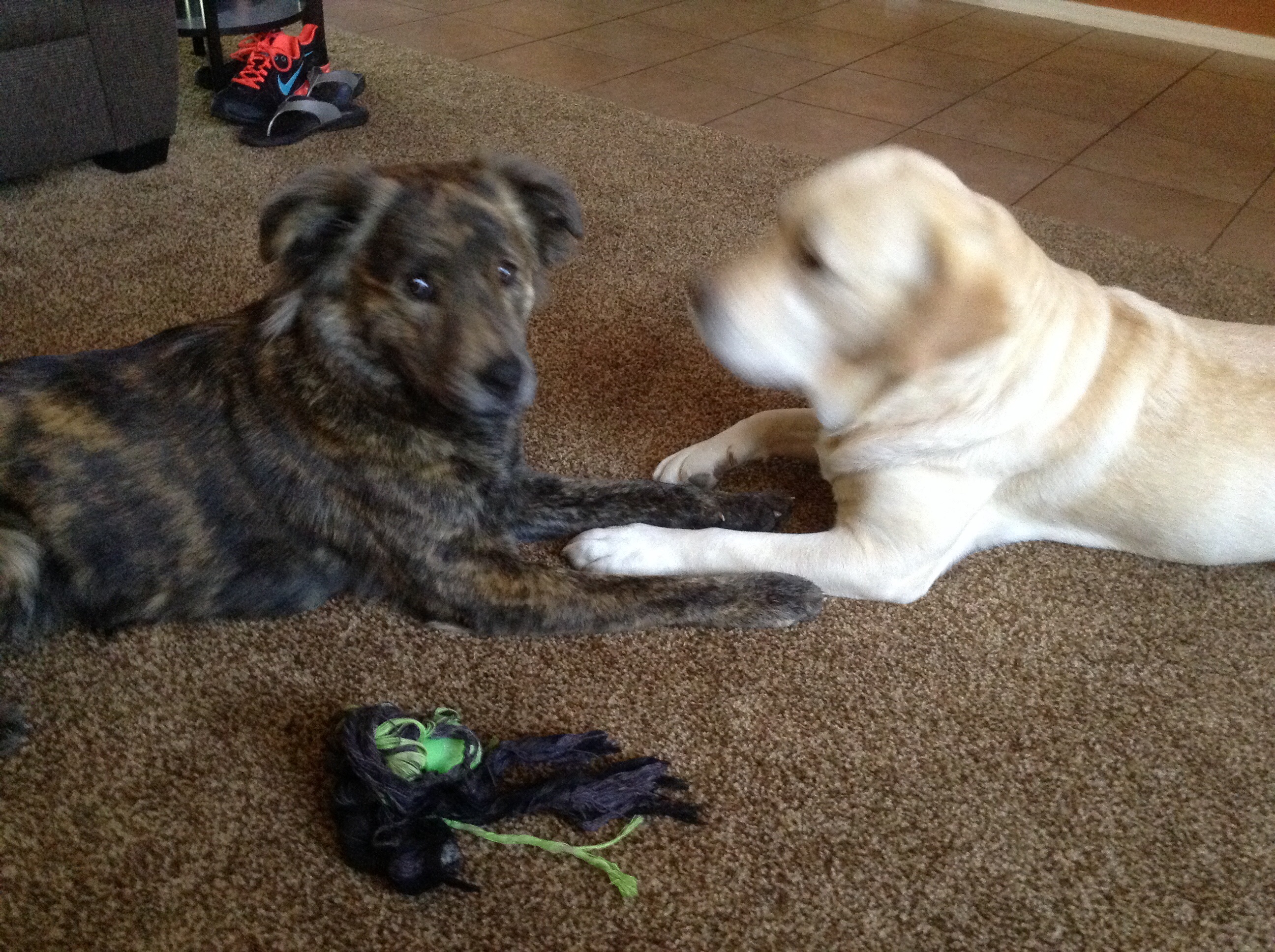 Paws At Home's Photo