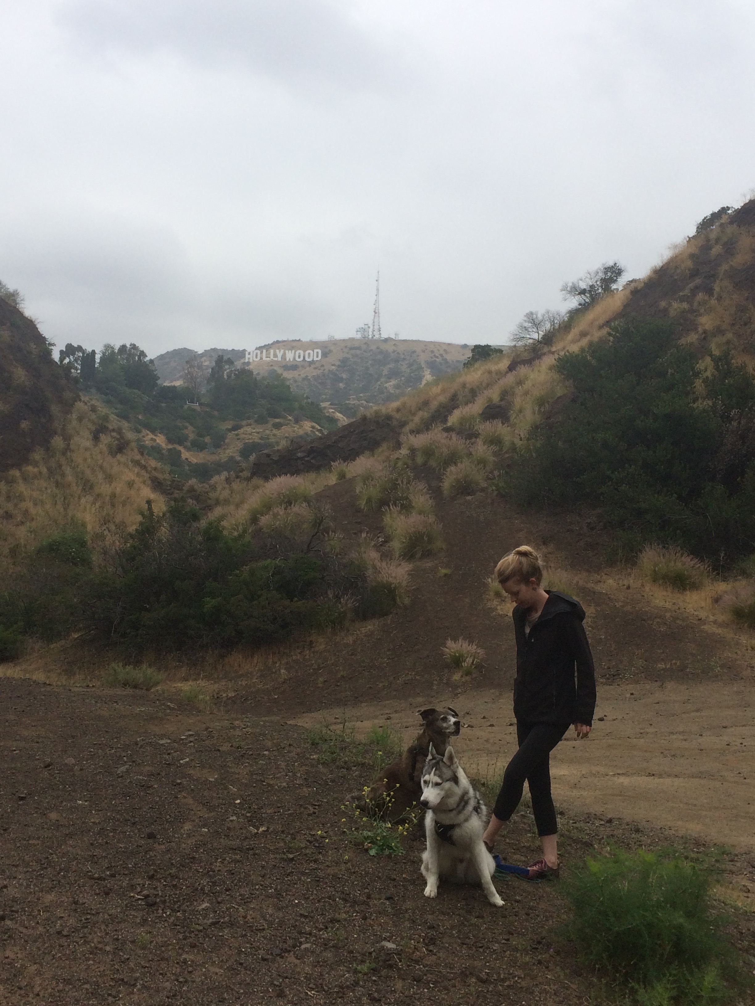 Competent Pup's Photo