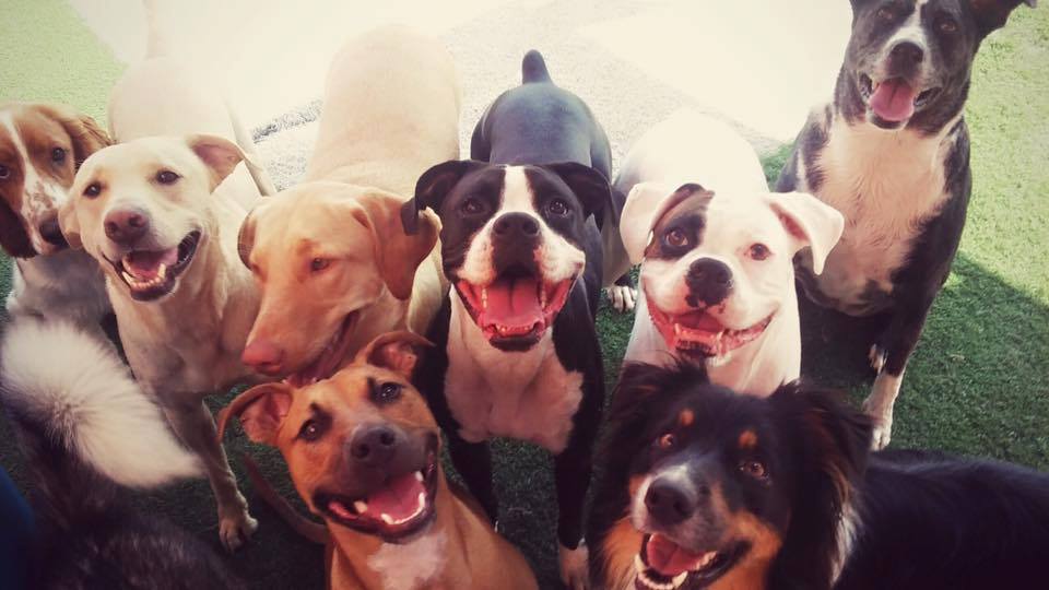 Lucky Dog Luxury Daycare & Boarding's Photo