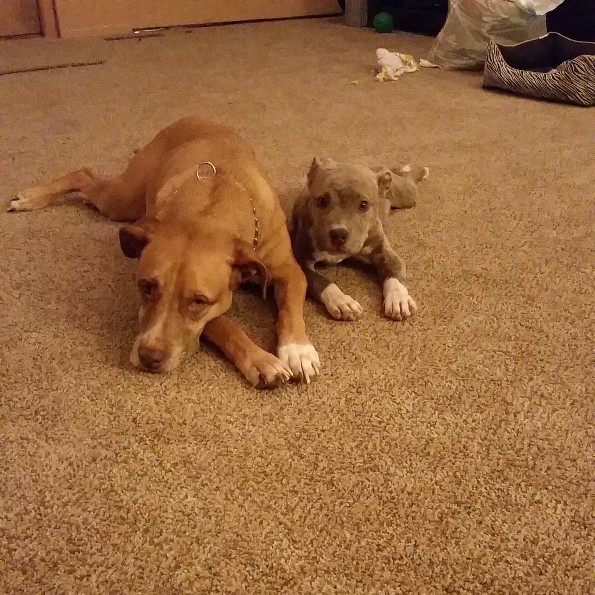 Kelly's Kritter Sitters's Photo