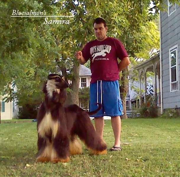 Dandy's-pet-groomer-and-pet-services Logo