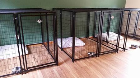 Peace Of Mind - Small & Large Animal Pet Sitting's Photo