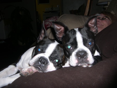 SPU Special Pets Unit's Photo