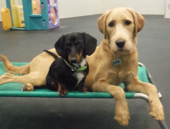 Dogtopia of Old Bridge's Photo