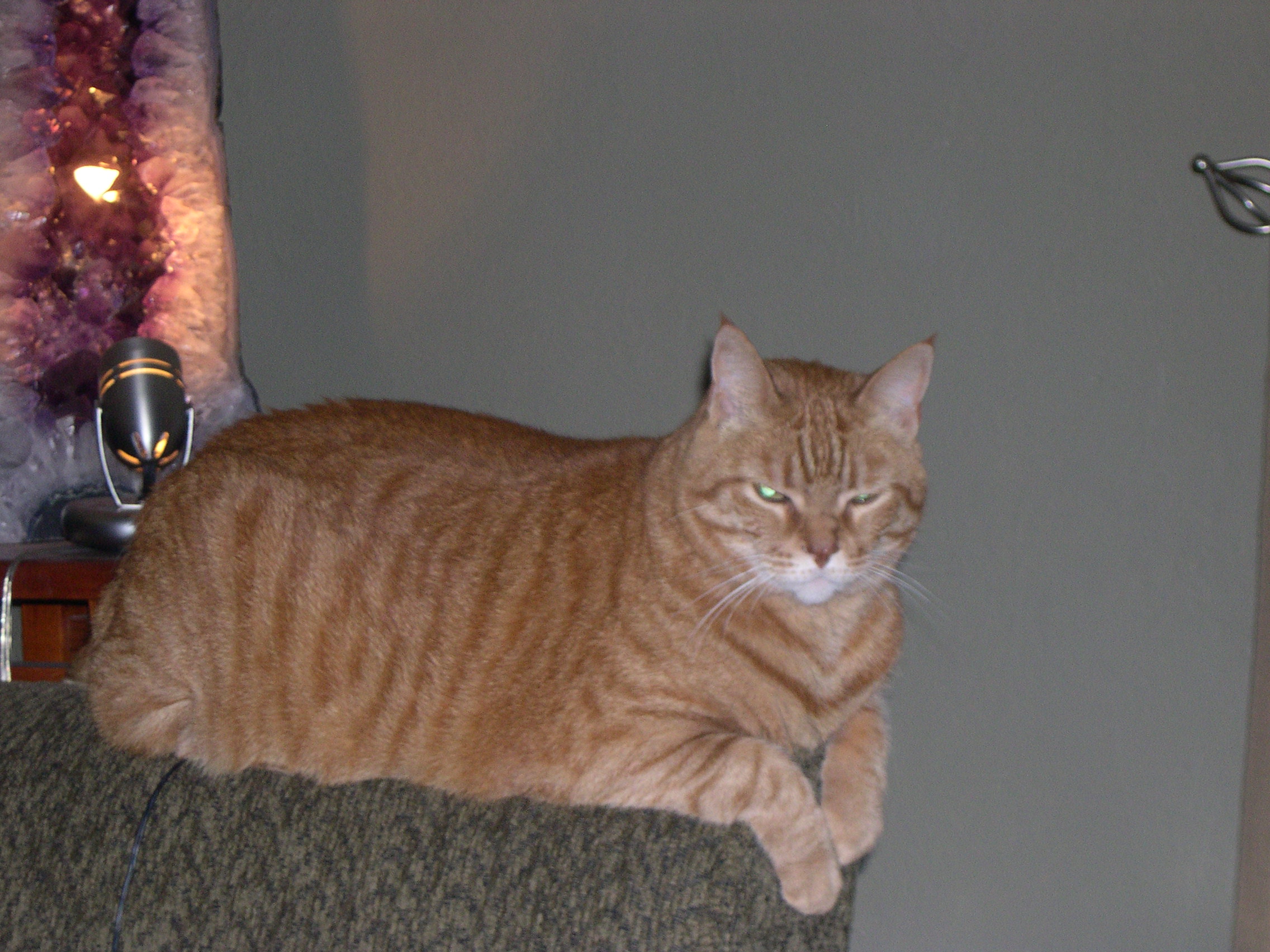 SPU Special Pets Unit's Photo