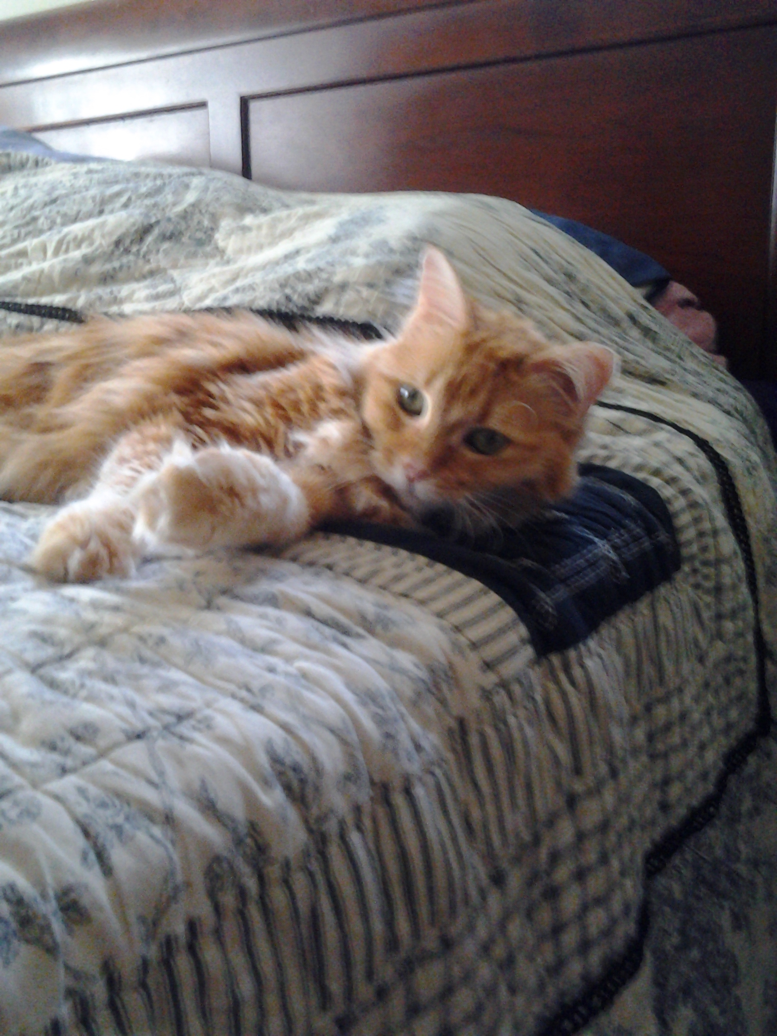 Classic Critter Care's Photo