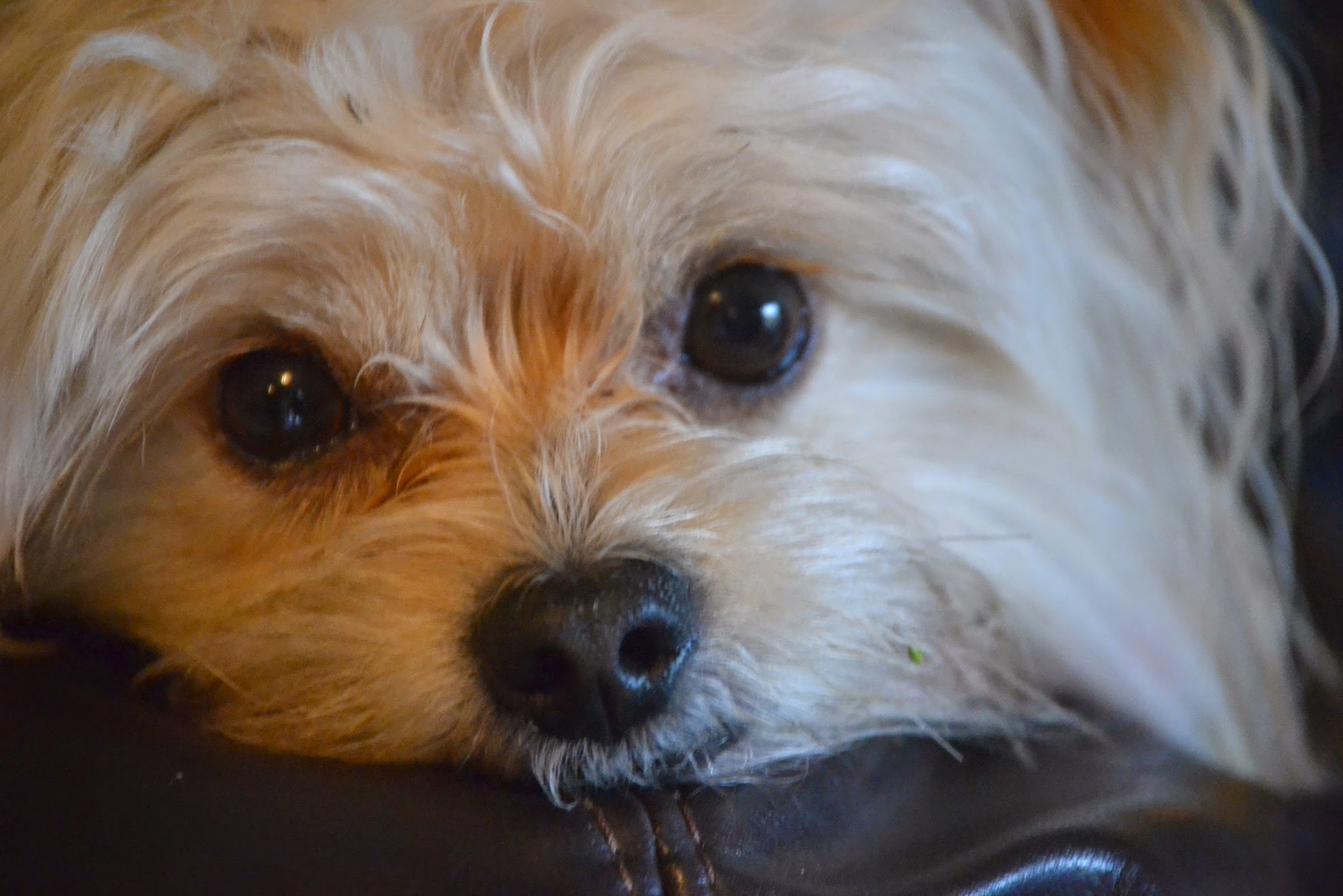 Puppycutz Pet Spa's Photo