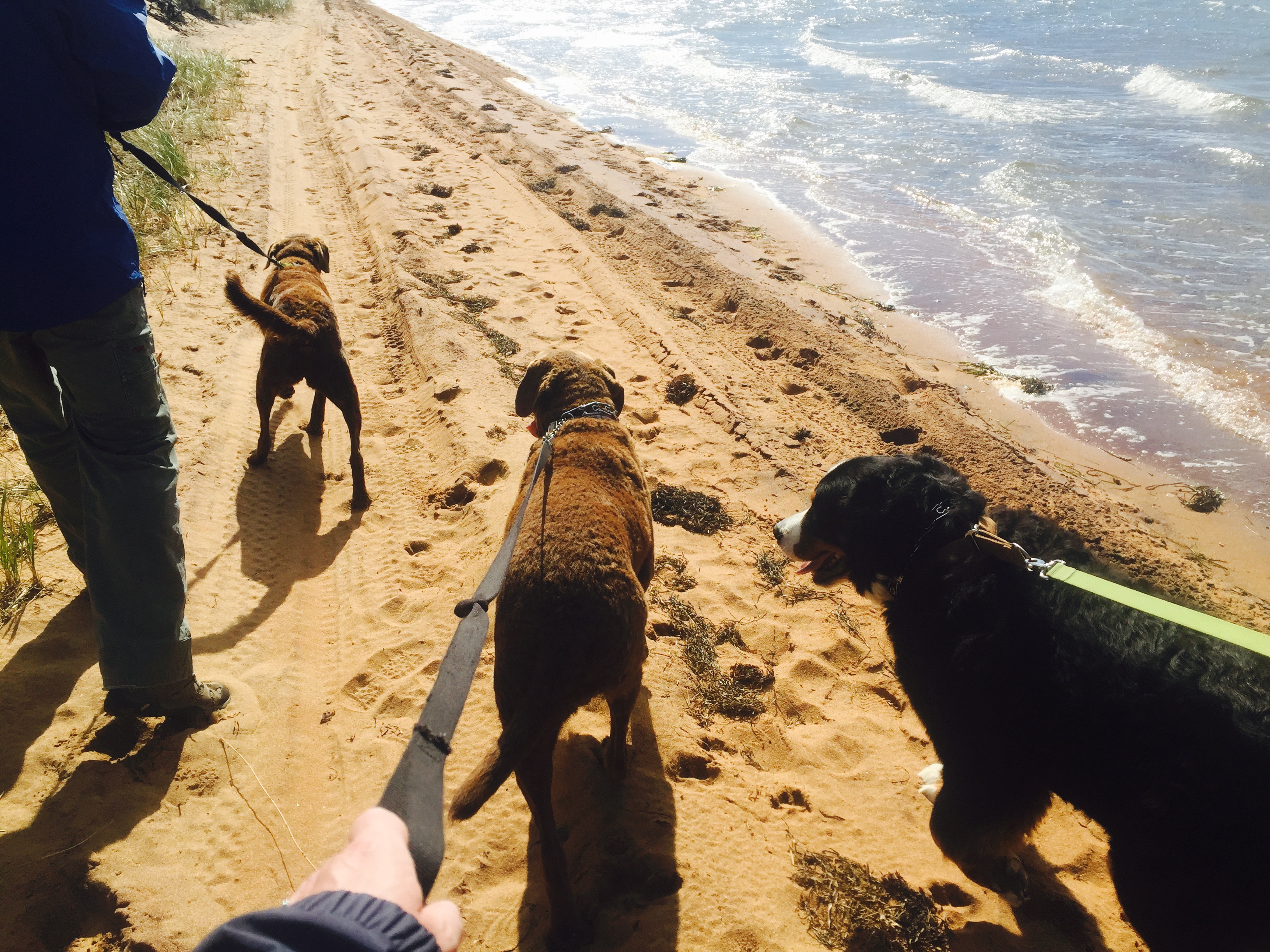 Helping Paws Pet Services's Photo