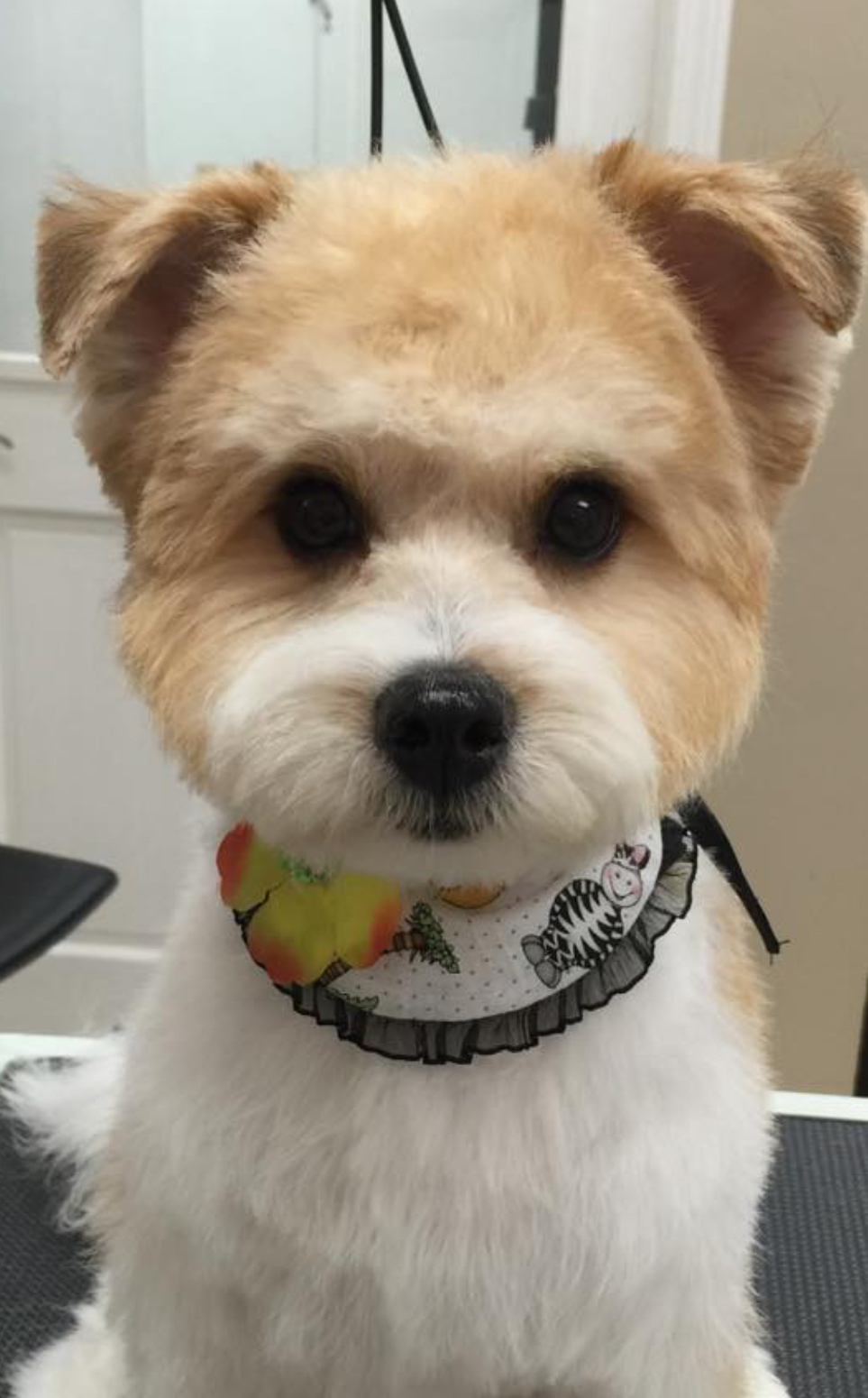 Puppy Love Grooming Salon's Photo