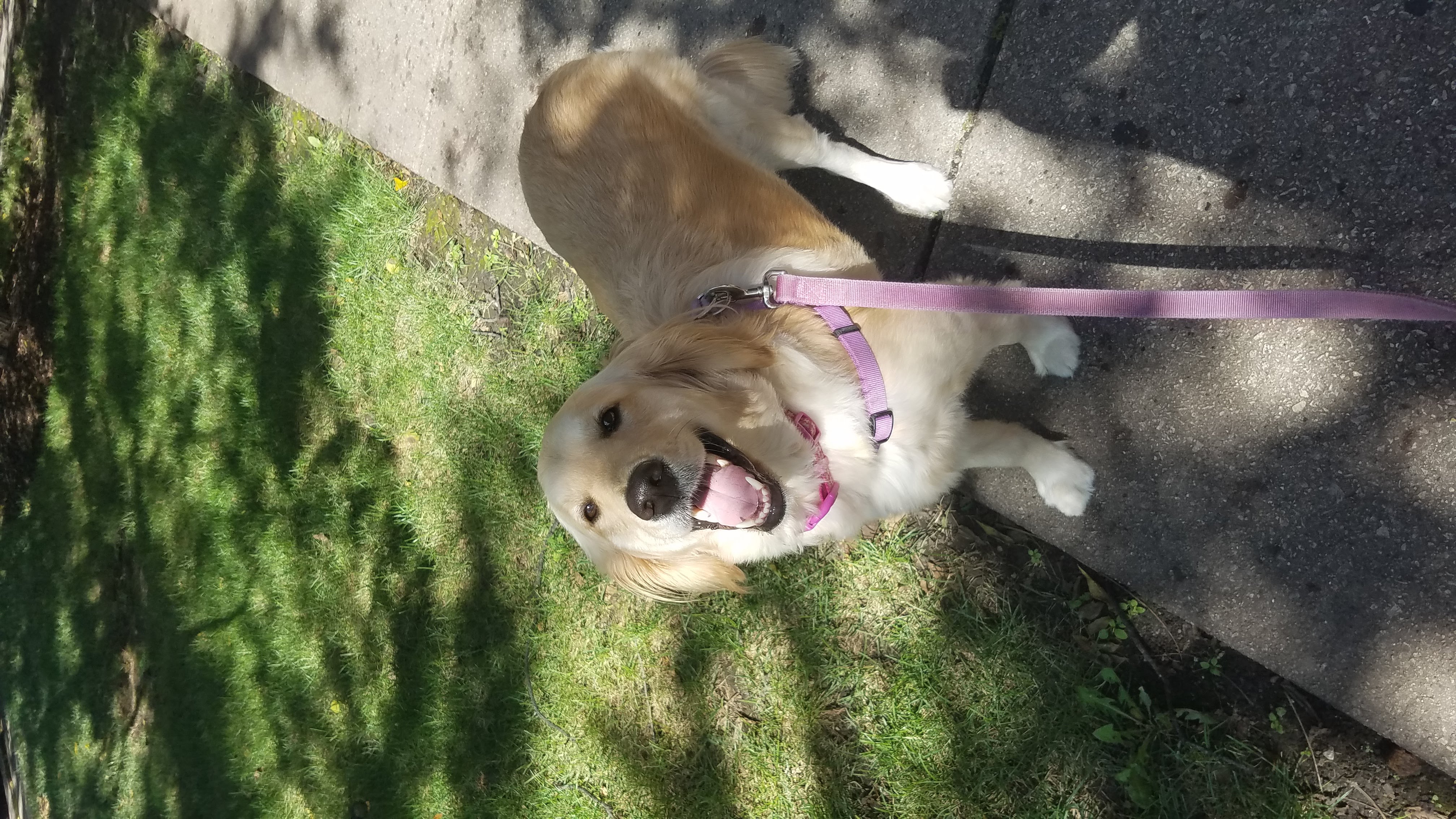 Christine's Canines's Photo