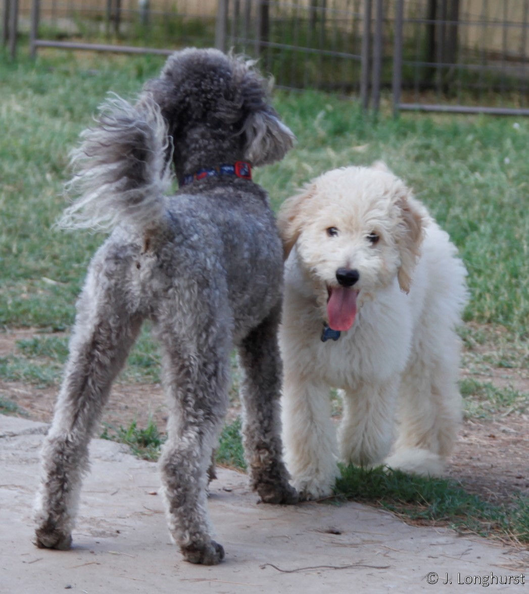 Hillside Canine Resort & Spa's Photo