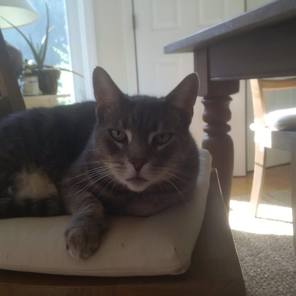 Catlover Pet Sitting's Photo