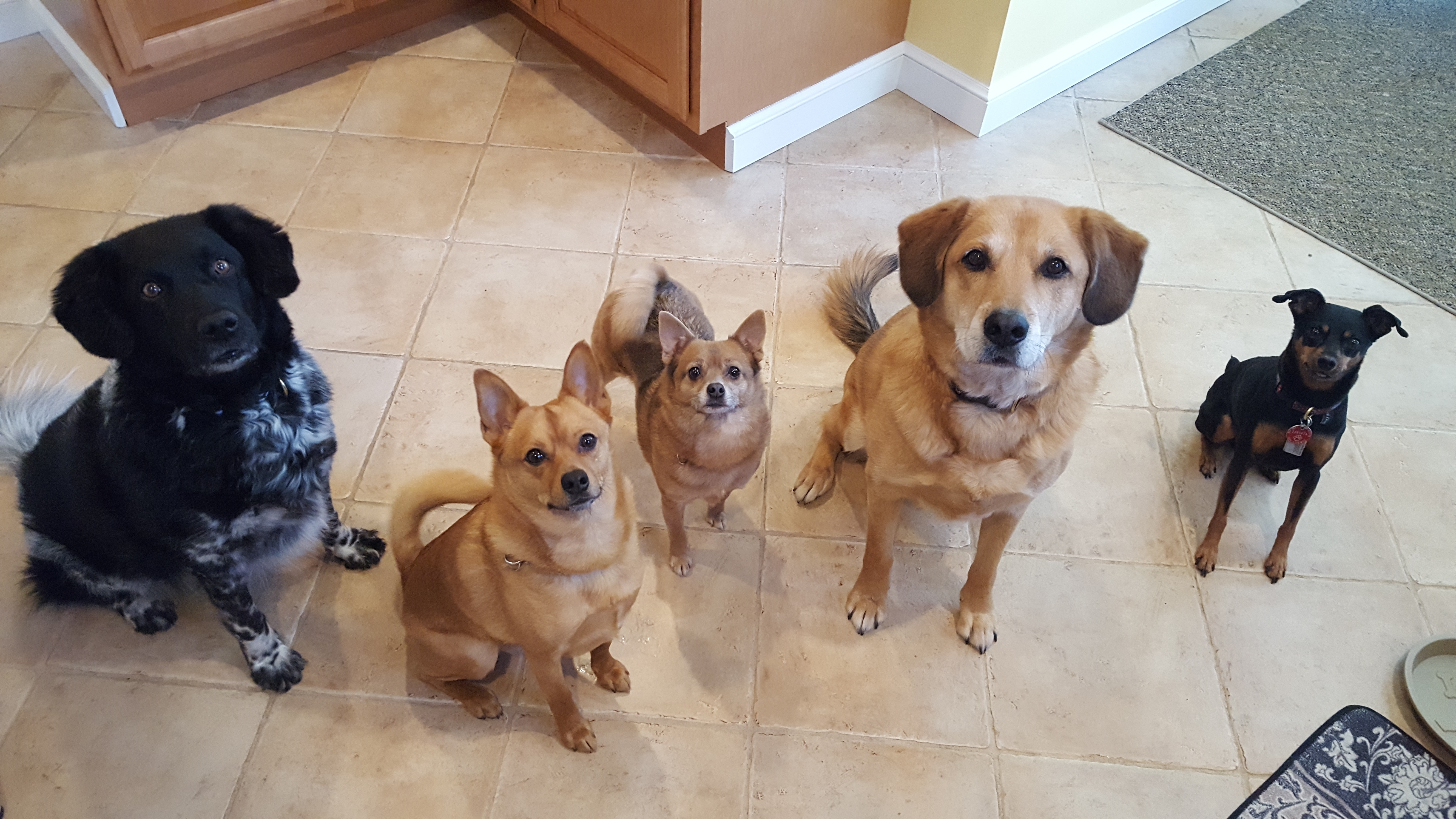 Doggie BnB of Yonkers's Photo