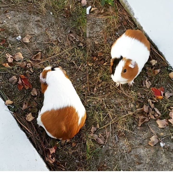 The Cat Keeper's Photo
