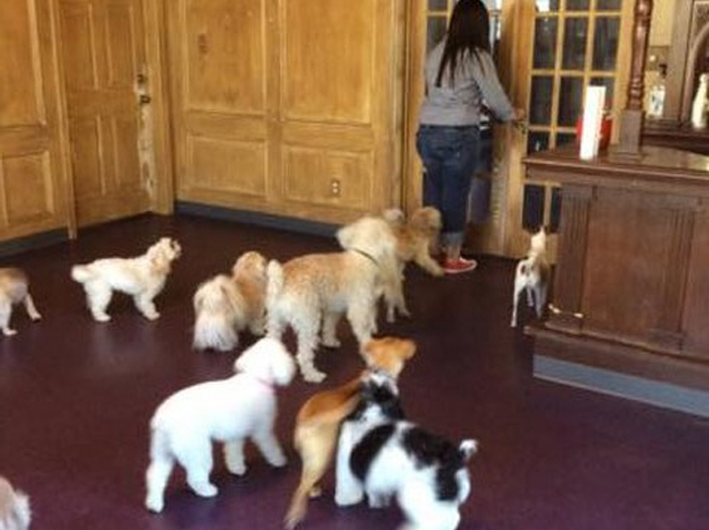 Petite Pooch Chateau's Photo