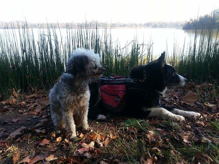 Peppers Place Companion Animal Hospice