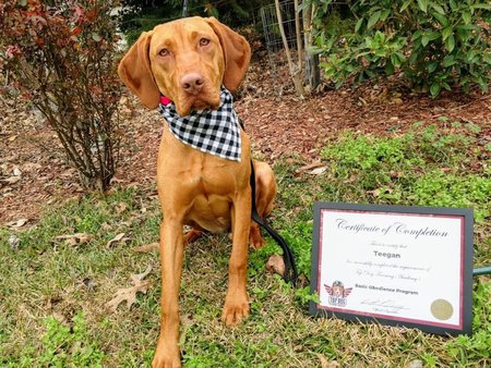 Top Dog Training Academy