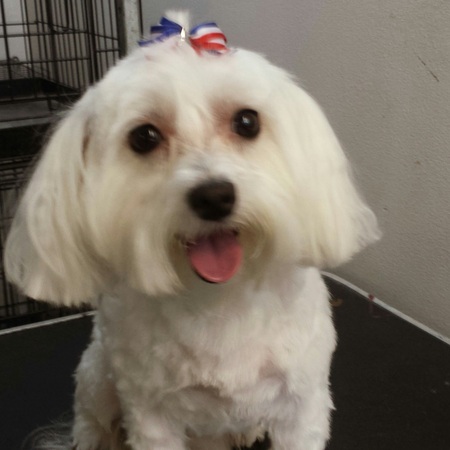 Puppycutz Pet Spa