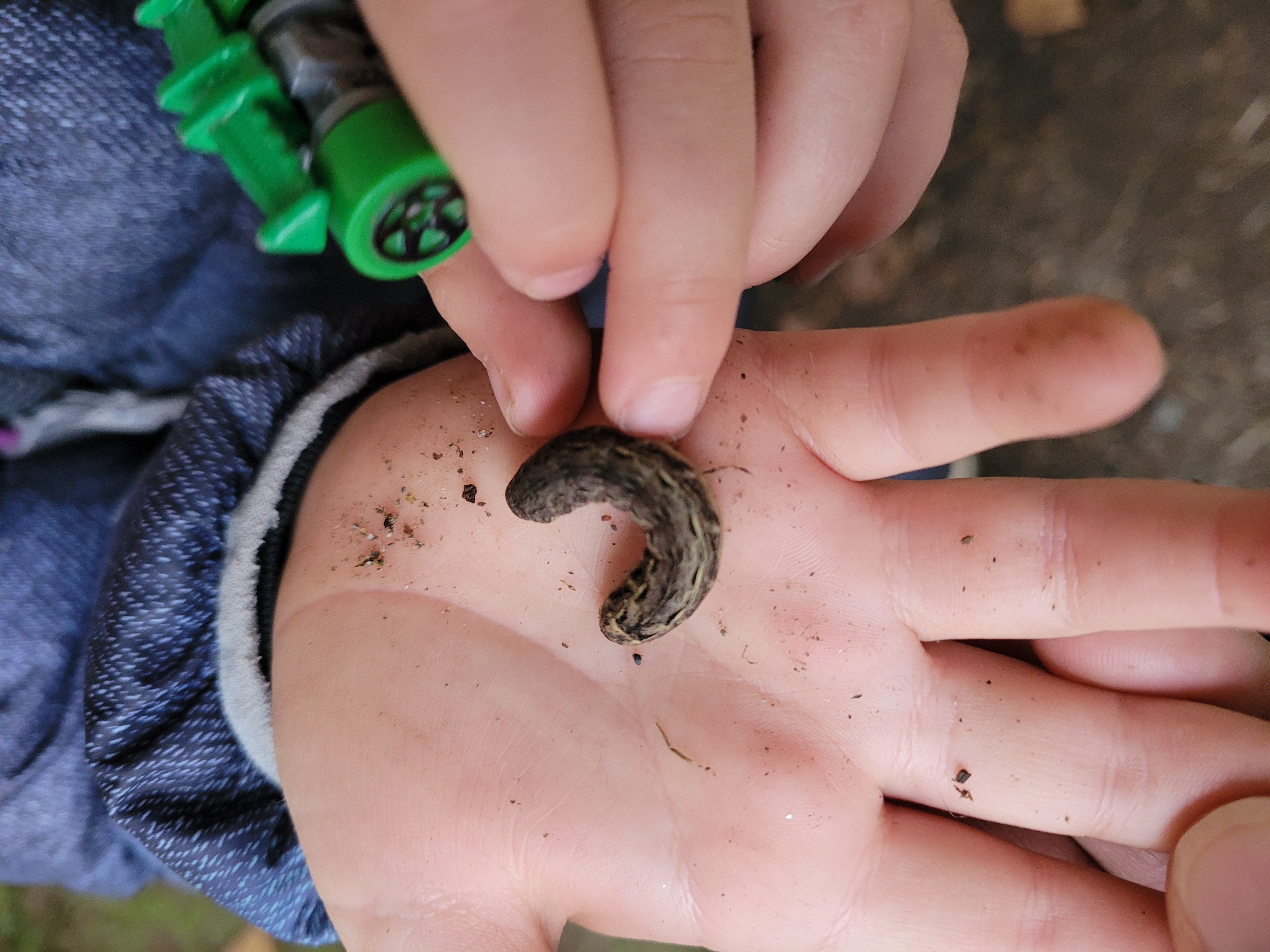 Veggie Patch Nature School's Photo