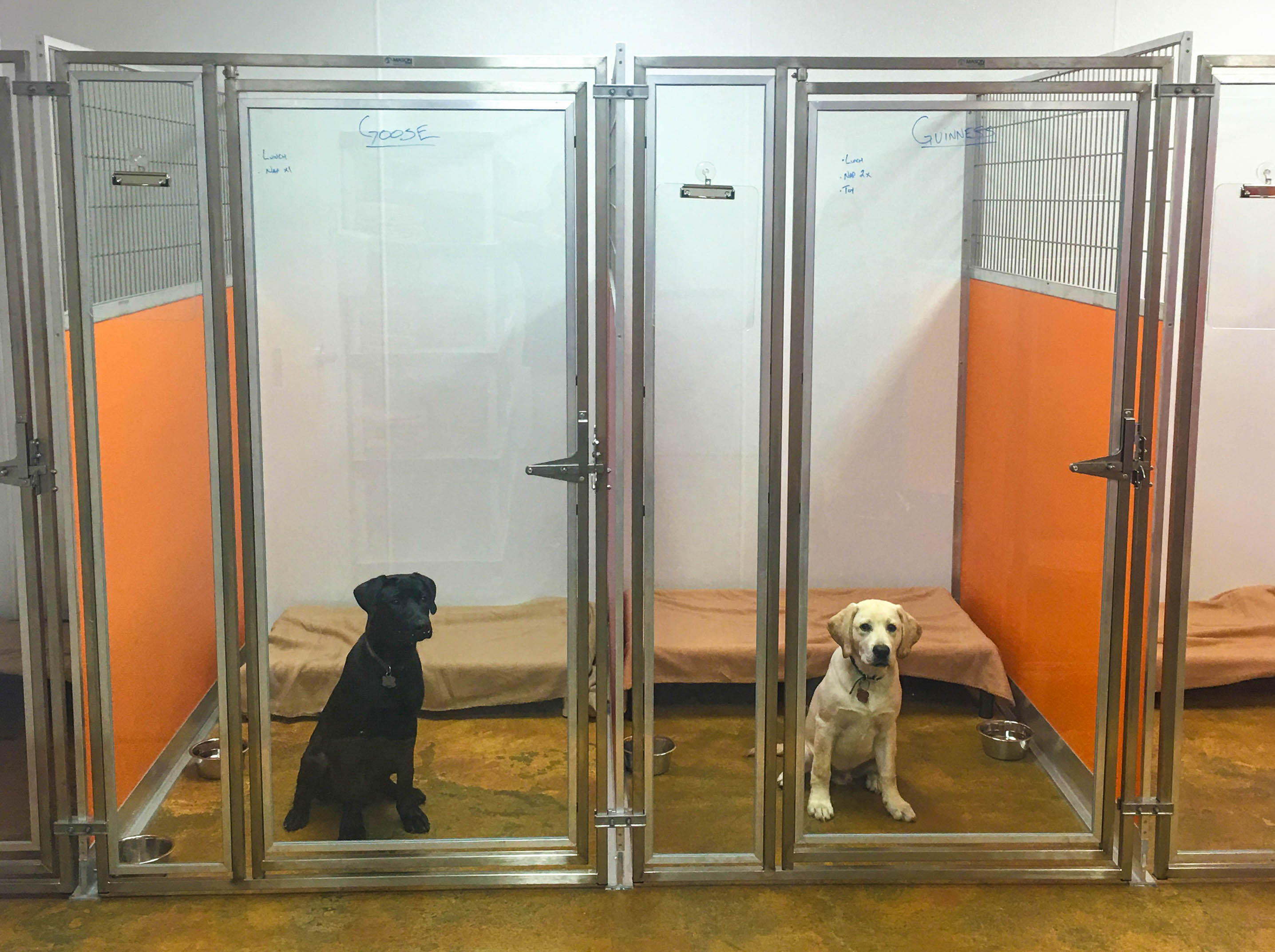 The Dog Stop Plus's Photo