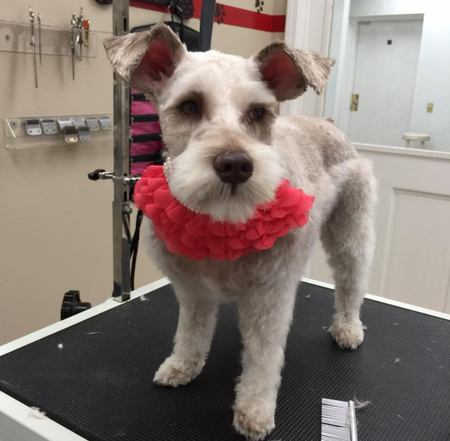 Puppy Love Grooming Salon's Photo