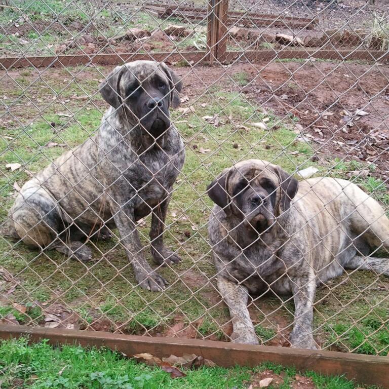 Touch Above Kennel's Photo
