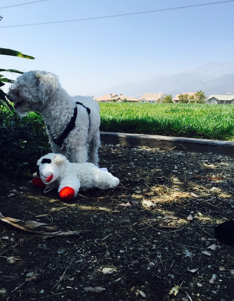 Pinky's Pet Services's Photo