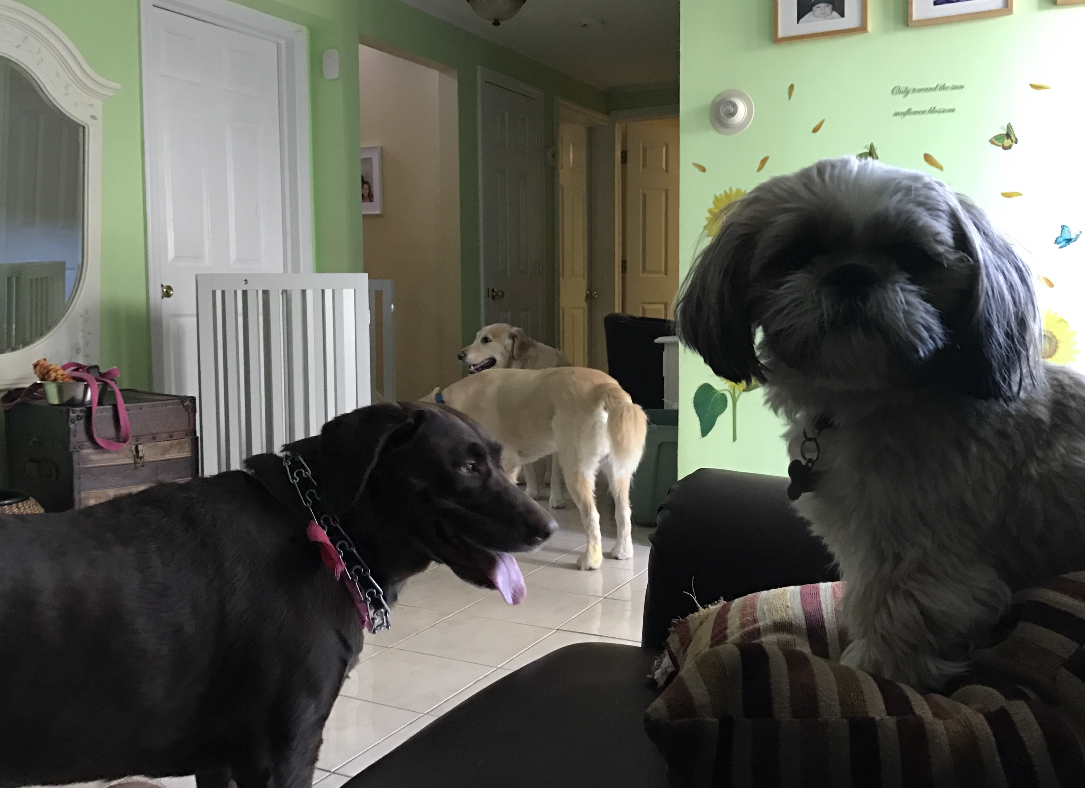 Beds, Bones, and Biscuits's Photo