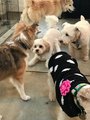 Misty Glen Country Retreat for Dogs