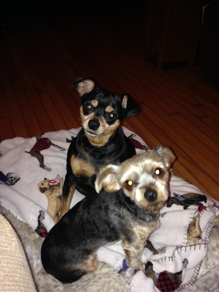 Tender Loving Pet Day Care's Photo