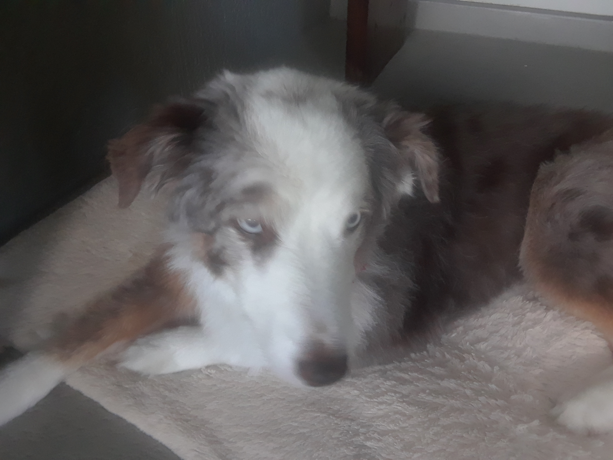 Annie The Pet Nanny LLC's Photo