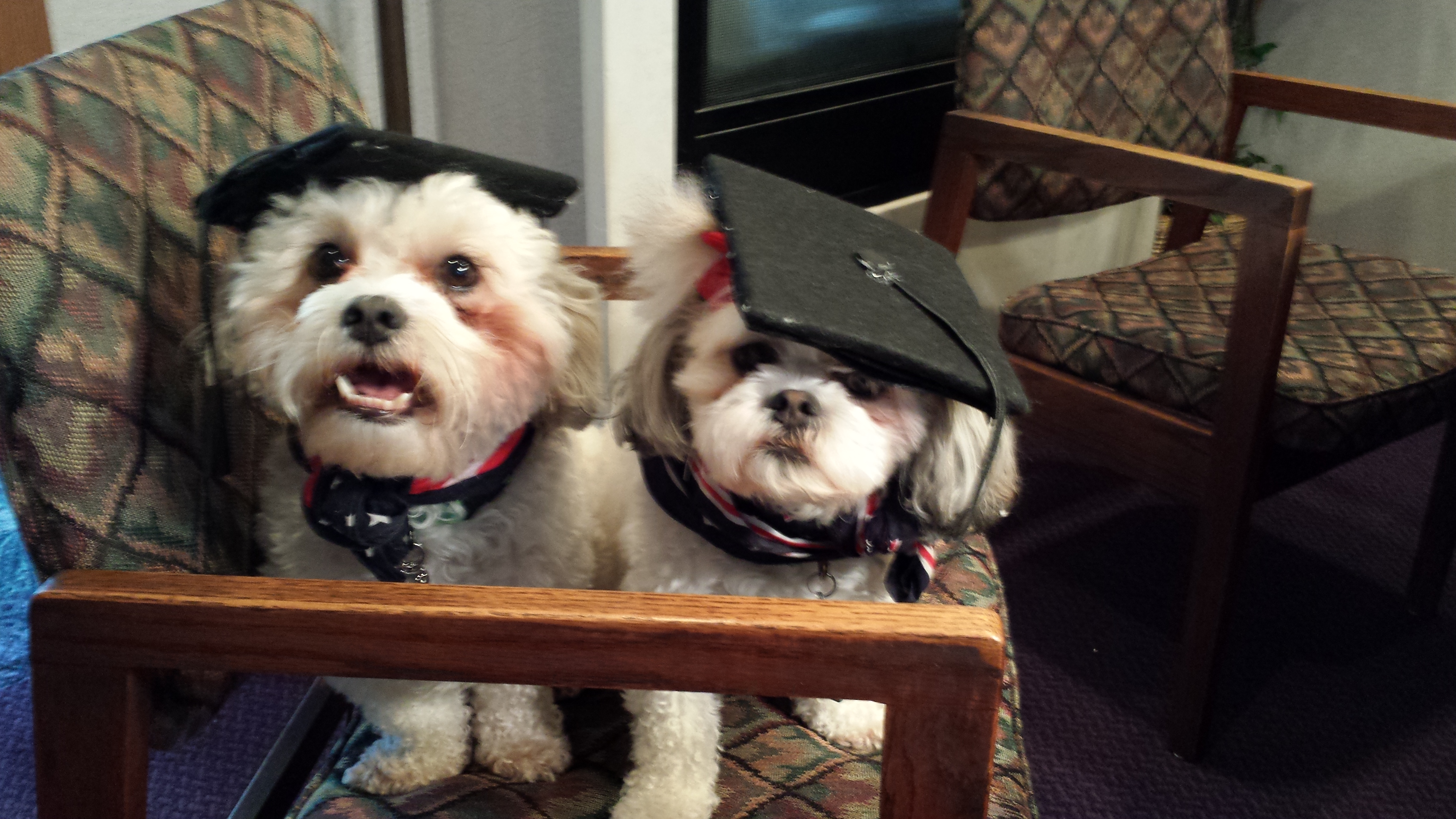 Sleepy Creek Kennel, LLC's Photo