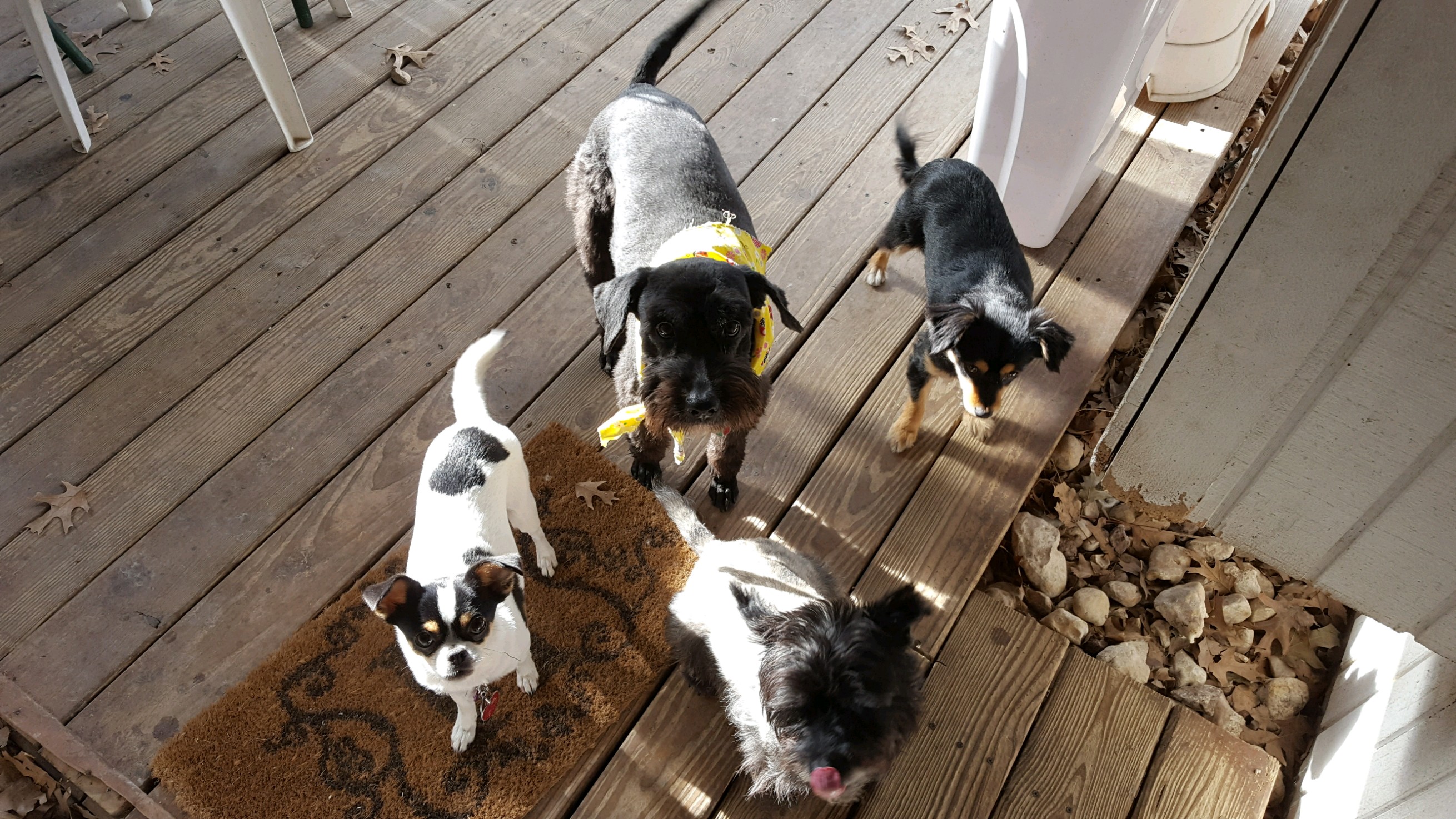 4 Luv N Care Pet Sitting's Photo