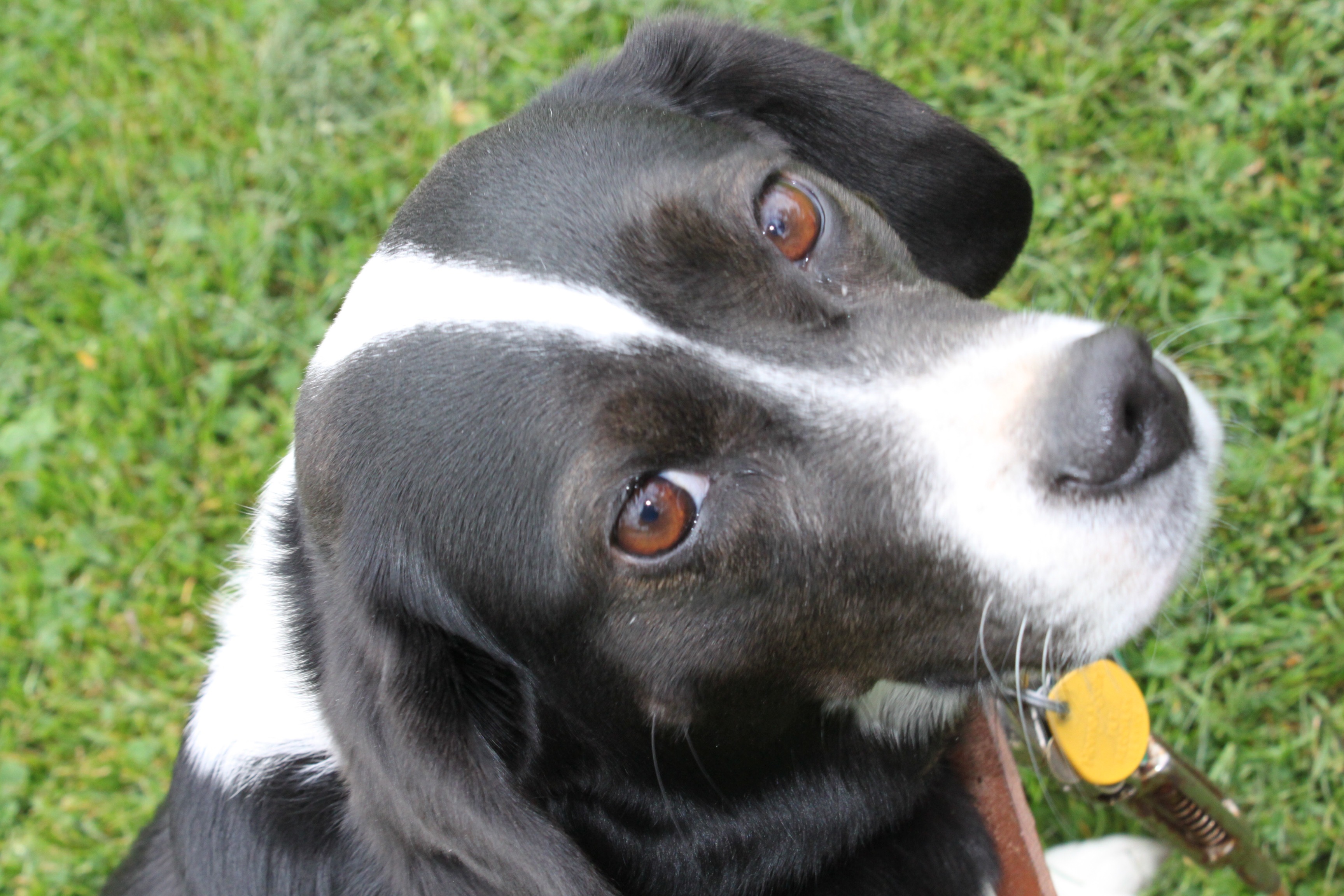 Molasses Creek Dog Training's Photo