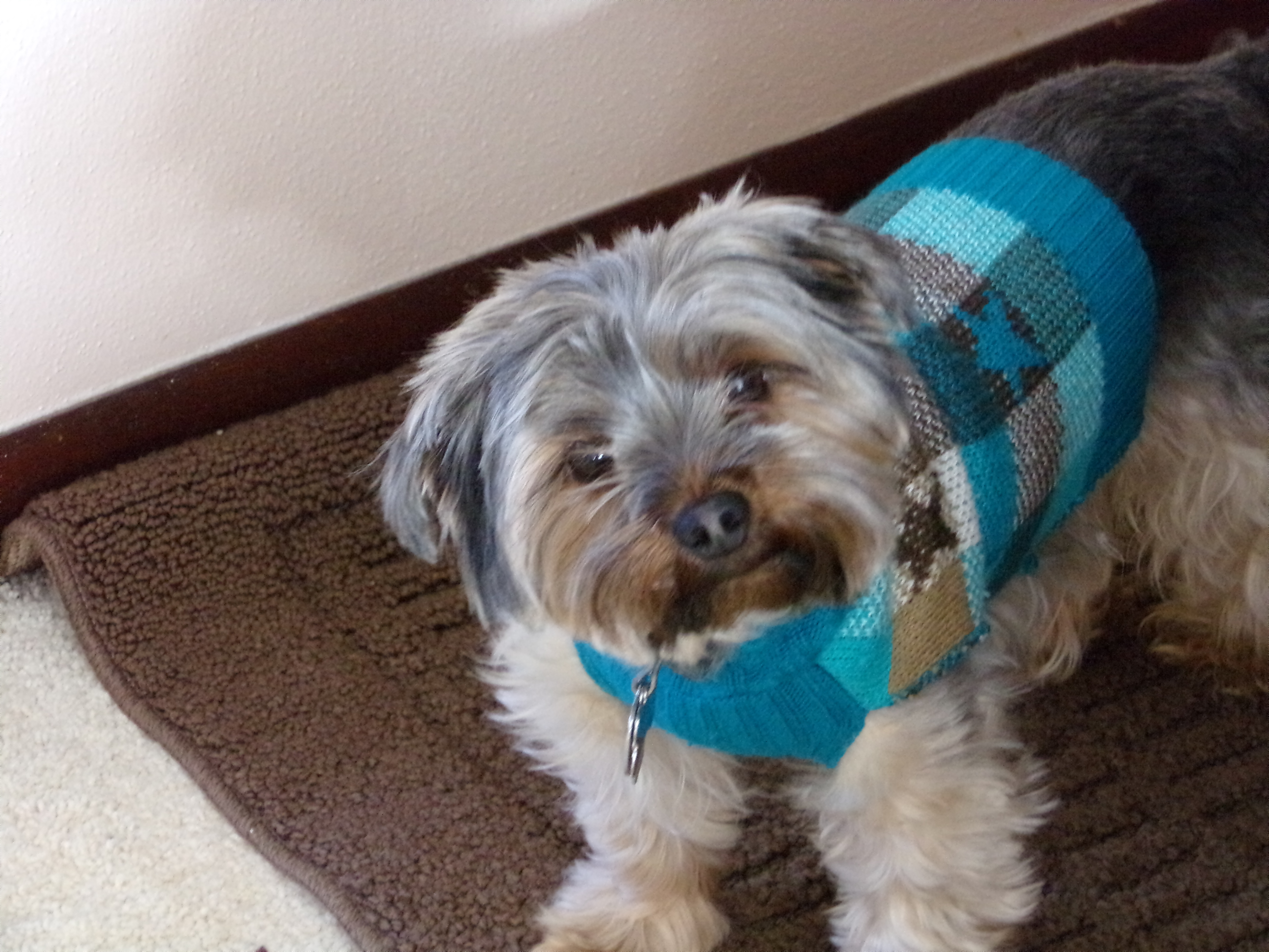 Playful Paws Pet Sitting's Photo