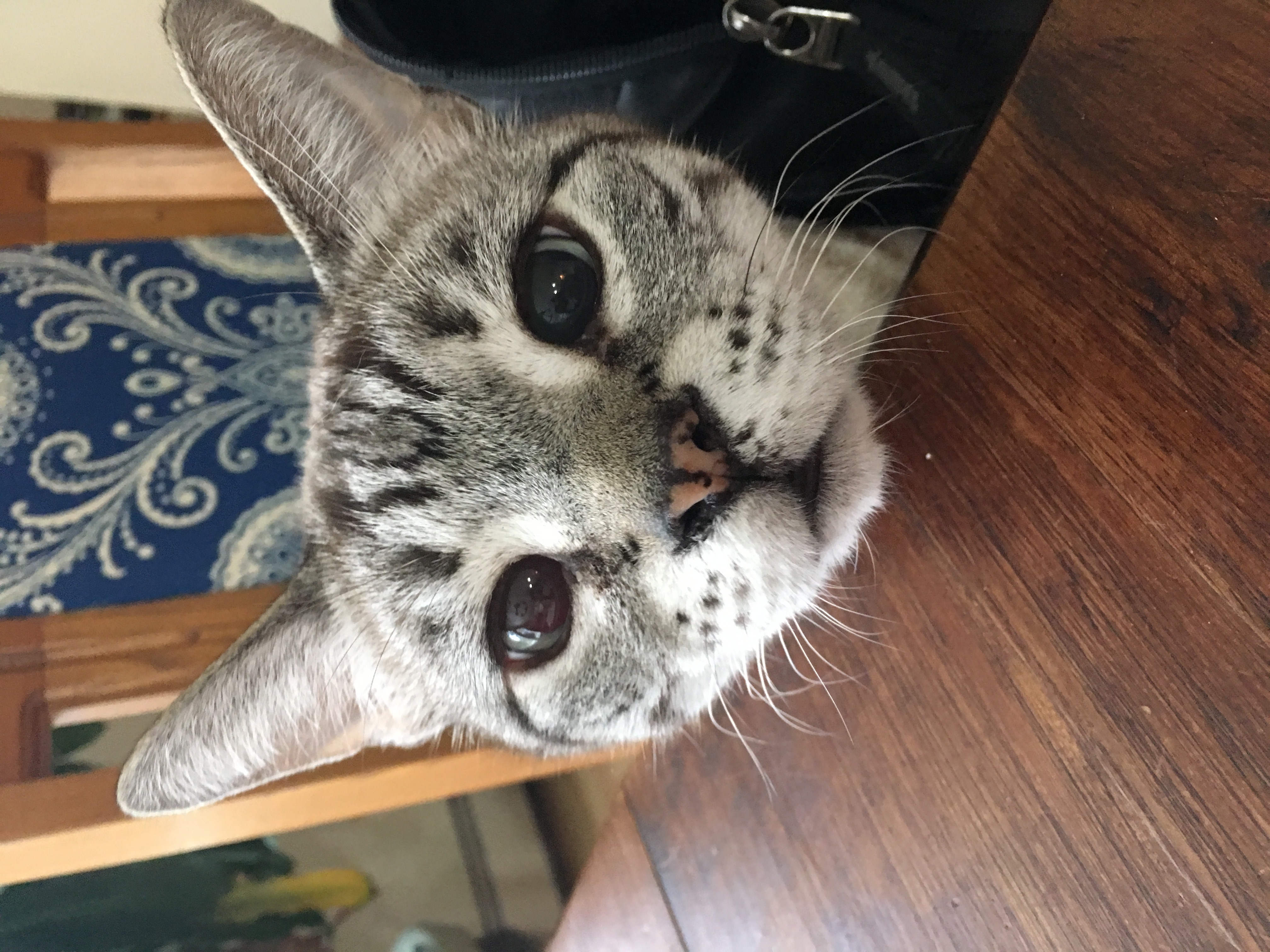 Homeward Bound Professional Animal Care, LLC's Photo