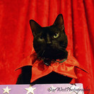 Star West Photography & Cat Sitting