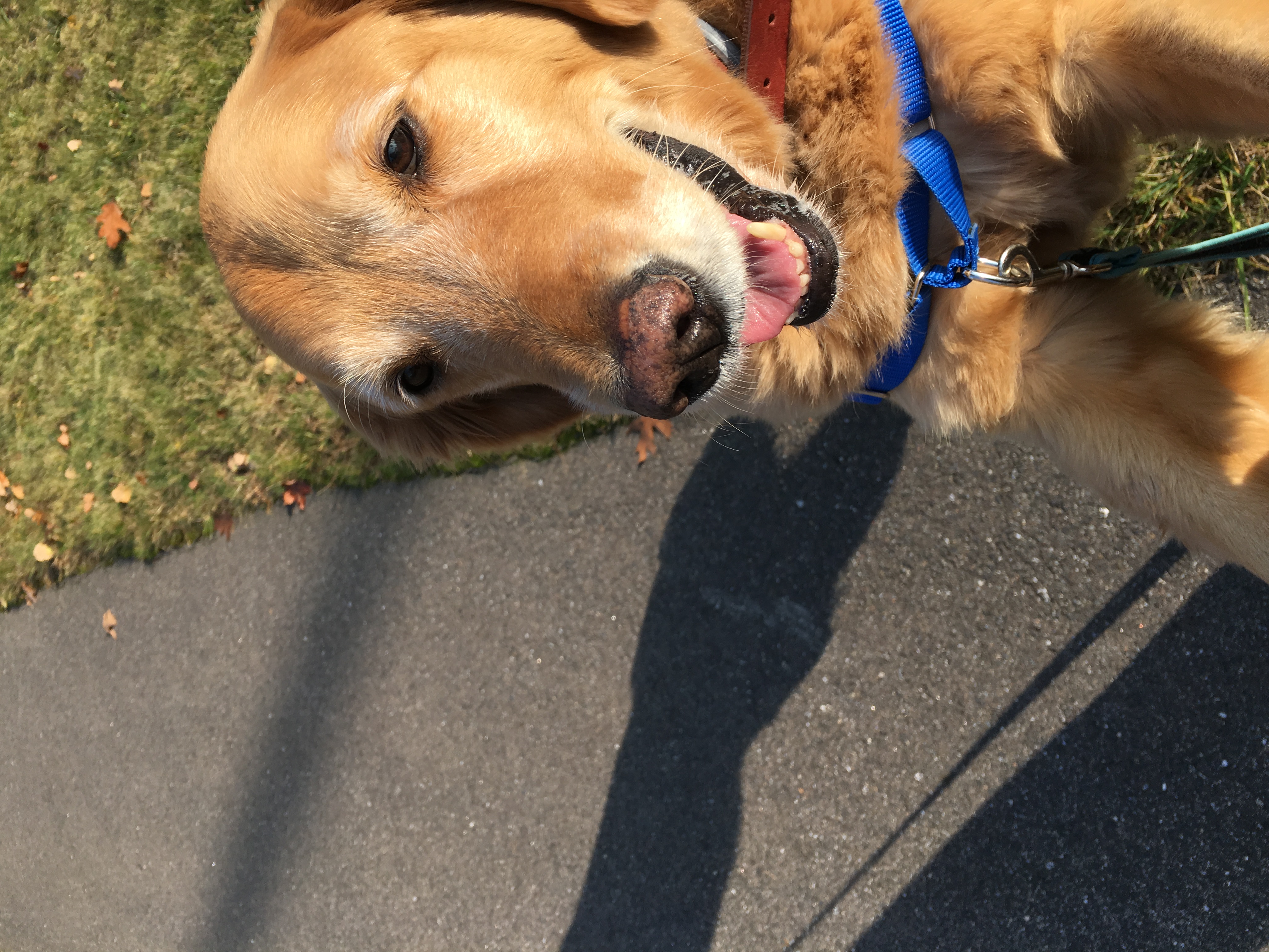 Homeward Bound Professional Animal Care, LLC's Photo
