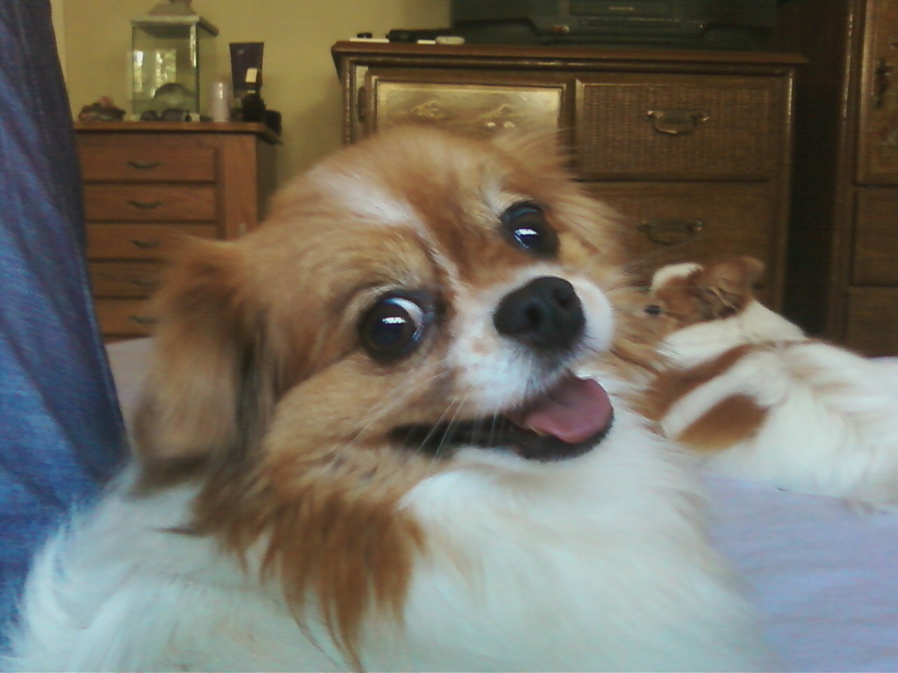 Rose's TLC Pet Care's Photo