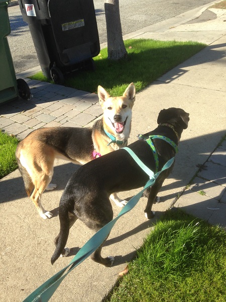 Magz' Wagz Pet Services's Photo