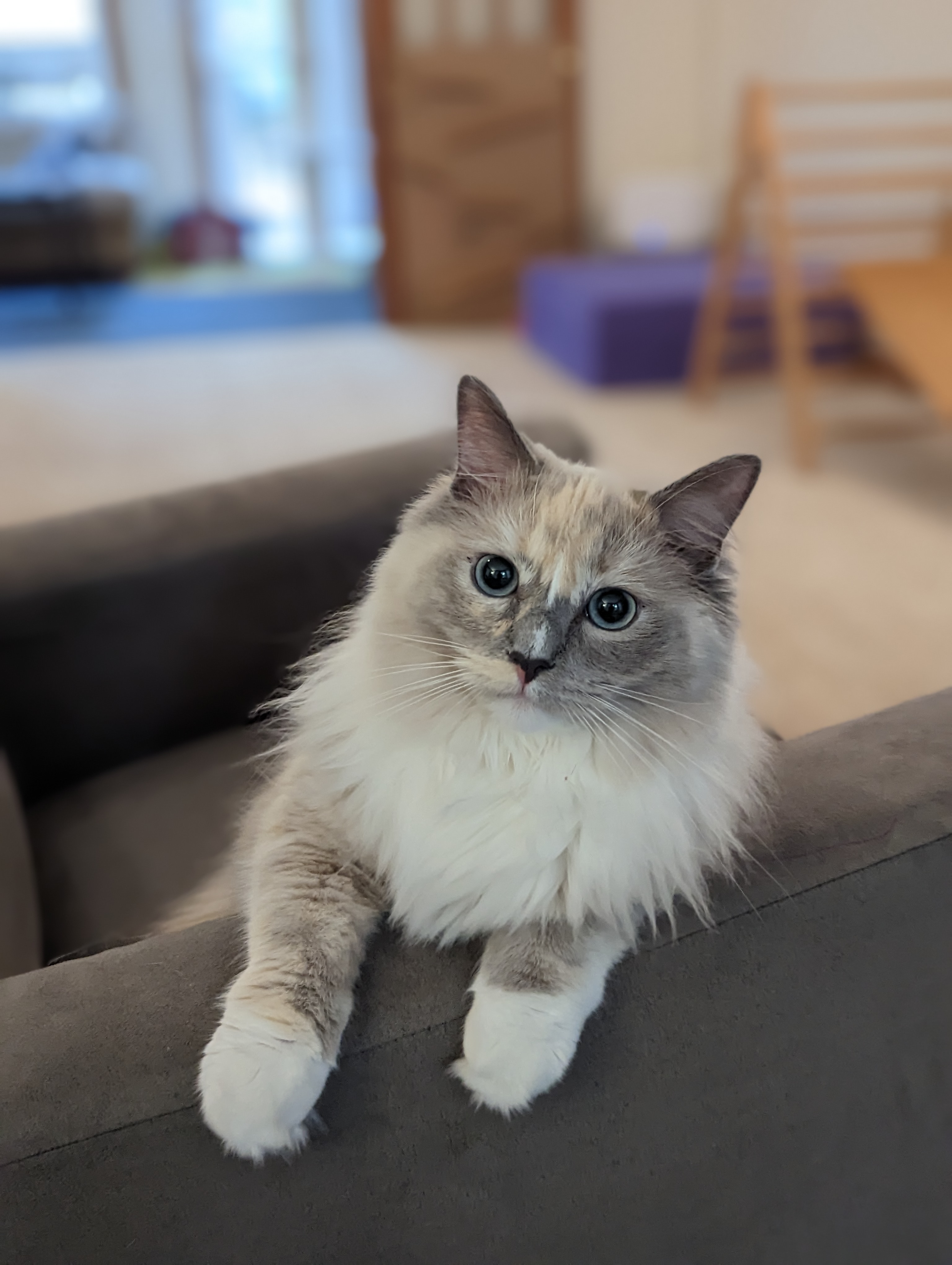 Salty Paws Dog Walking's Photo