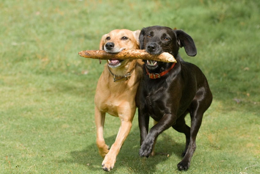 Phoenix Pet Sitting - The Belly-Rub Specialists!'s Photo