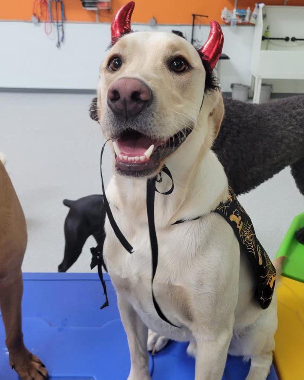 Flying High Pet Resort's Photo