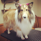 Pawsha's Pet Salon LLC