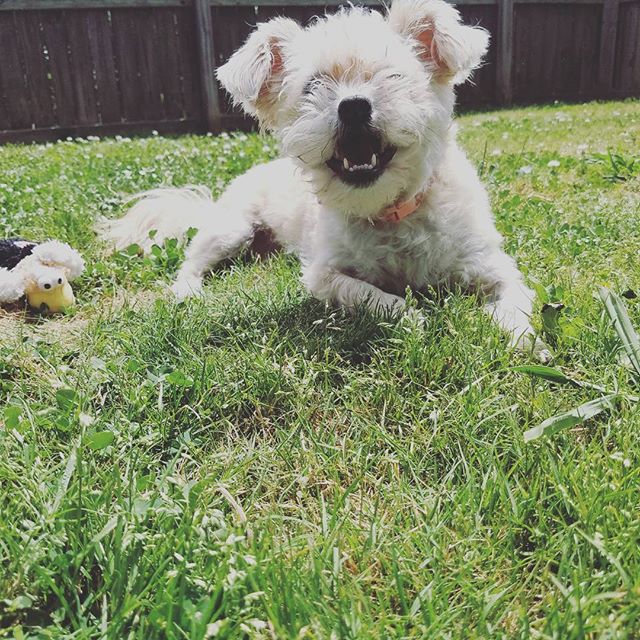 Ebony's Pet Nanny Experts's Photo