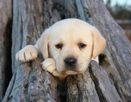 California Canine Companions