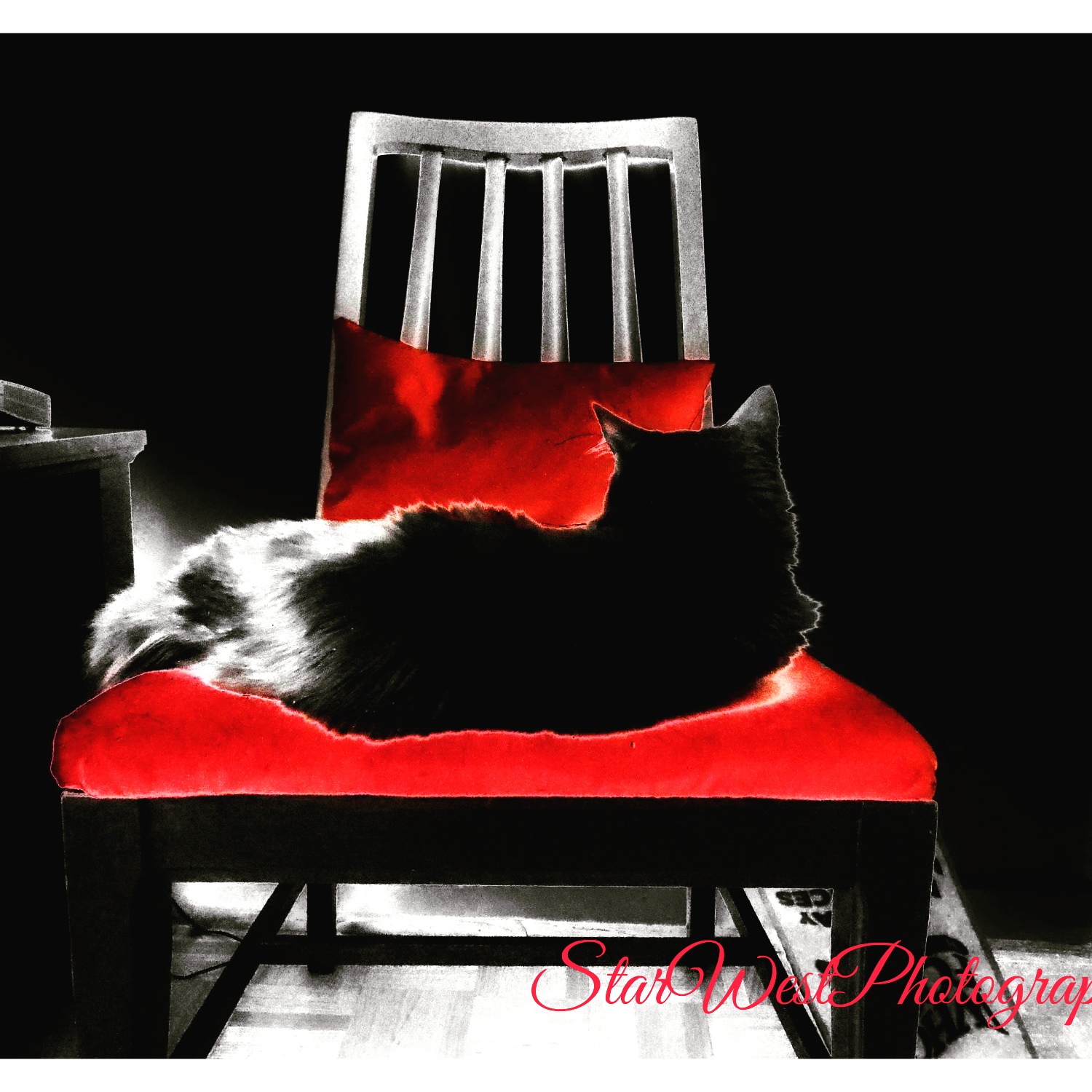 Star West Photography & Cat Sitting's Photo